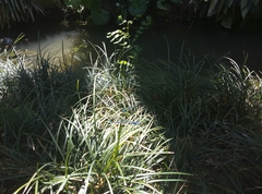 Carex trifida