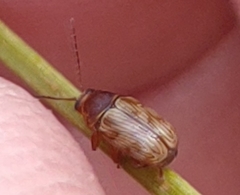 Cryptocephalus implacidus