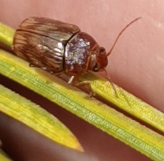Cryptocephalus implacidus
