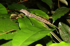 Anolis gundlachi