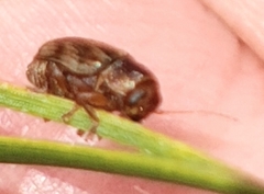 Cryptocephalus implacidus