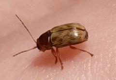Cryptocephalus implacidus