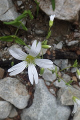 Cerastium hemschinicum