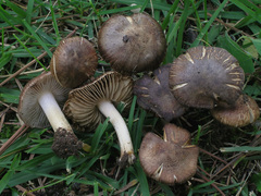 Inocybe splendens