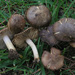 Inocybe splendens - Photo (c) Luis Ballester, some rights reserved (CC BY-NC), uploaded by Luis Ballester