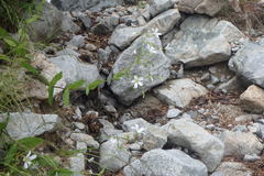 Cerastium hemschinicum