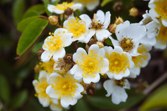 Chinese Rose (Rosa cymosa)