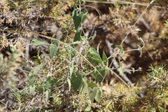 Philibertia gilliesii