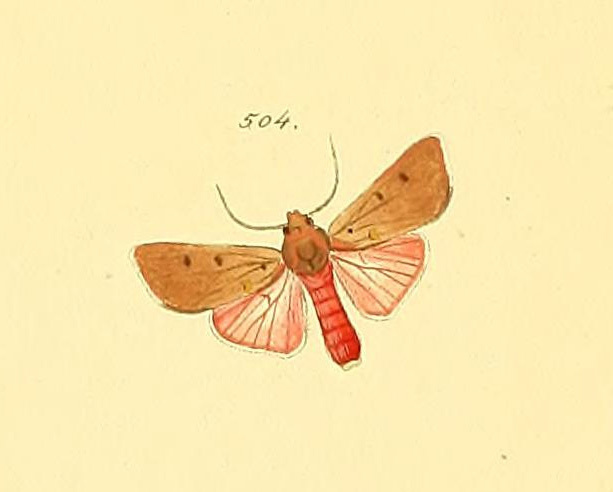 Melese leucanioides