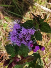 Chromolaena iridolepis