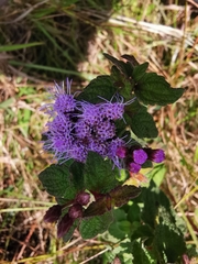 Chromolaena iridolepis