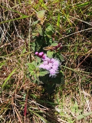 Chromolaena iridolepis