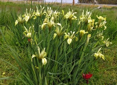 Iris grant-duffii