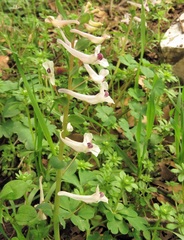 Corydalis triternata