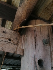 Urosaurus bicarinatus