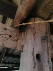 Urosaurus bicarinatus