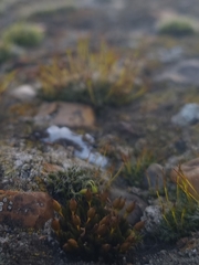 Orthotrichum anomalum