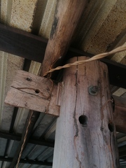 Urosaurus bicarinatus