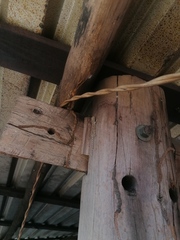 Urosaurus bicarinatus