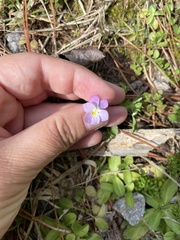 Viola bicolor