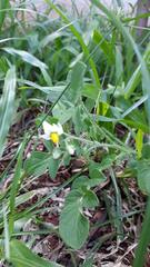 Solanum commersonii