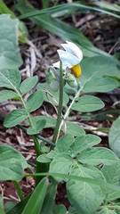 Solanum commersonii