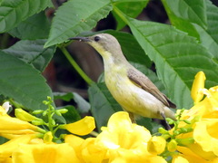 Cinnyris asiaticus