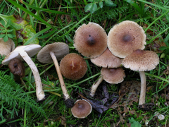 Inocybe flocculosa