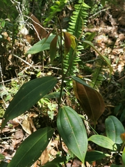 Miconia resima
