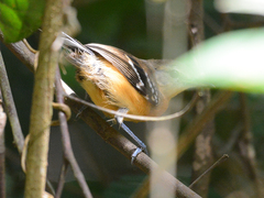 Thamnophilus amazonicus