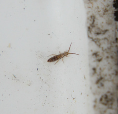 Orchesella ainsliei