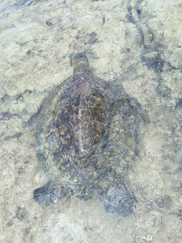 Chelonia mydas