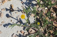 Anacyclus valentinus