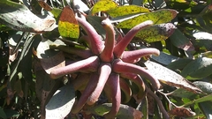 Eucalyptus conferruminata