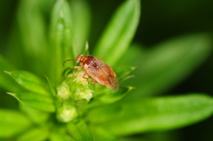 Agnocoris