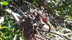 Eucalyptus conferruminata