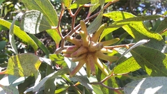 Eucalyptus conferruminata