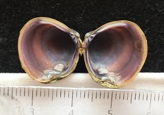 Corbicula largillierti