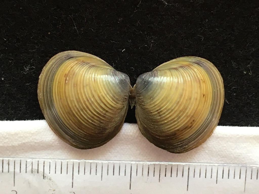 Purple Asian clam