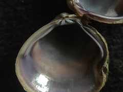 Corbicula largillierti