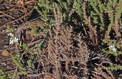 Junellia seriphioides