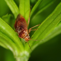 Agnocoris