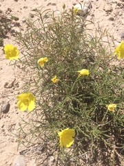 Oenothera gayleana