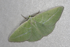 Iulops argocrana