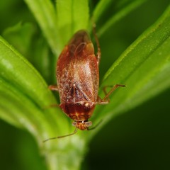 Agnocoris