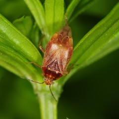 Agnocoris
