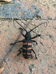 Ceroplesis capensis