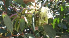 Eucalyptus conferruminata