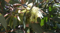 Eucalyptus conferruminata