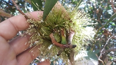 Eucalyptus conferruminata